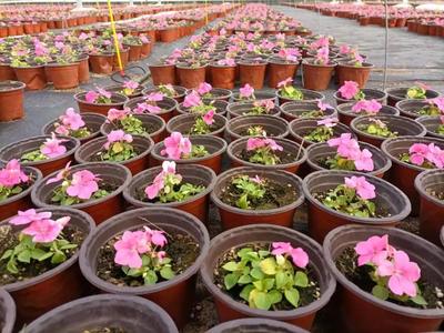 玉灃花卉現(xiàn)代農(nóng)業(yè)產(chǎn)業(yè)園 60萬盆鮮花濃情綻放，苗木種植助推產(chǎn)業(yè)升級